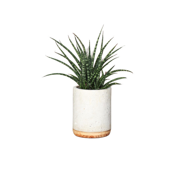 Vaso Bouman