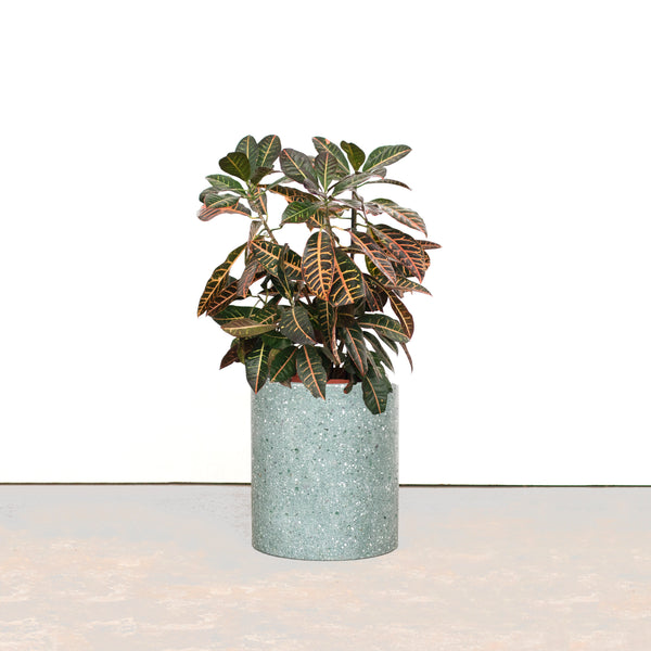 Vaso Bouman