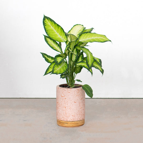 Vaso Bouman