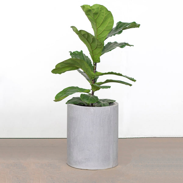 Vaso Bouman